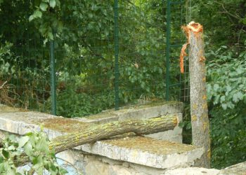 Paganica (AQ): olmi tagliati da ignoti nella piazza del Castello