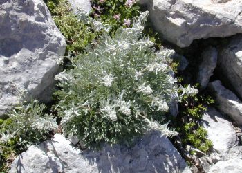 Sorpresi sul Monte Corvo con 1800 fiori di genepì, tre fermati