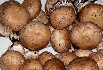 Avevano raccolto oltre 27 kg. di prataioli a Campo Imperatore: denunciate due persone.