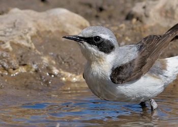 Ornitologi e ricercatori da tutta Italia sul Gran Sasso per studiare l’avifauna d’alta quota.