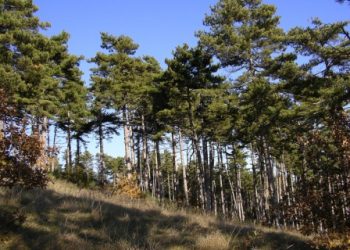Riserva del Salviano, via al restyling di sentieri e infrastrutture.