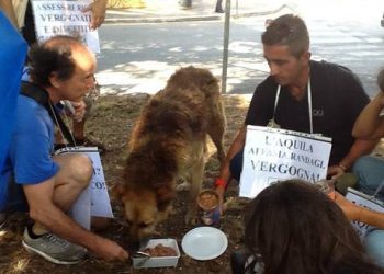 Comune L’Aquila affama randagi, blitz animalisti