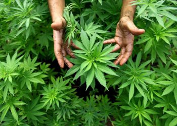 Forestale scopre piantagione cannabis, denunciato aquilano.