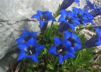 Maxi sequestro di genziana e sei denunce nell’aquilano.