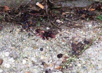 Butta la spazzatura e gli sparano in testa, agguato in strada a Montesilvano grave un 42enne.