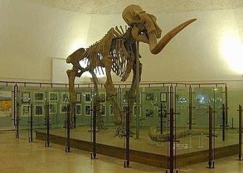 Terremoto: comandante Gdf visita cantiere restauro Mammuthus a L’Aquila