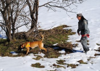 “L’avvelenamento della fauna selvatica in Europa: impatto sulle specie minacciate e misure di contrasto”, convegno internazionale a conclusione del progetto Antidoto.