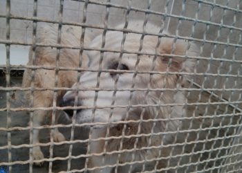 Lndc, ritrovato pastore abruzzese a Pianola (L’Aquila).