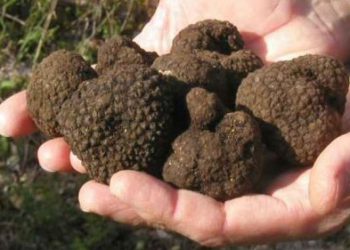 Tartufo nero aquilano: la Camera di commercio avvia il percorso per il riconoscimento del marchio Igp.