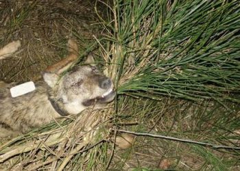 Lupo ucciso con laccio in Parco Majella. Direttore Di Nino, un gesto che non resterà impunito