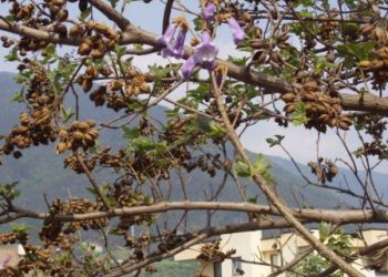 Paulownia tomentosa