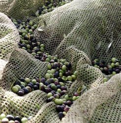 Al via concorso olio d’oliva Val Vibrata.