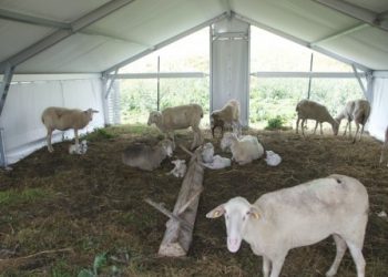 Progetto Life Praterie: pubblicata la graduatoria per l’assegnazione di ricoveri mobili per agnelli in alta montagna.