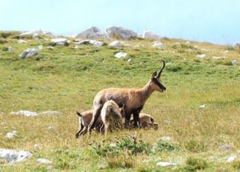 Boom di camosci in Parco d’Abruzzo