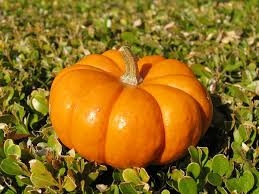 Prende il via la Festa della Zucca di Villa Sant’Angelo