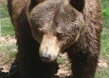 Caccia: Wwf, no a ricorso ma vigileremo