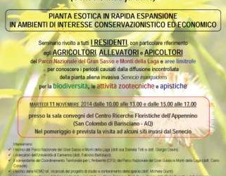 Al Parco del Gran Sasso, lega incontro pubblico sull’espansione Senecio Africano