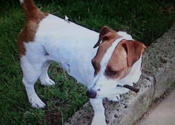 Jack russell smarrita a S. Gregorio (AQ)