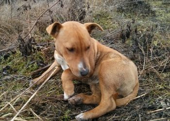 Trovata cucciola in zona Monticchio