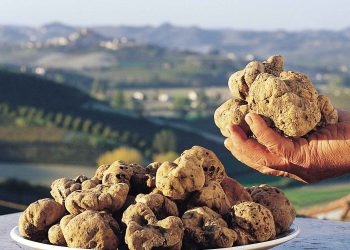 Salute: ricercatori dell’Università dell’Aquila, effetti tartufo non sono leggenda