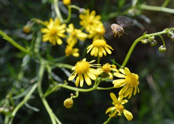 Sul sito del Parco Gran Sasso – Laga tutto ciò che c’è da sapere sulla specie invasiva del Senecio africano e su come arginarne l’espansione