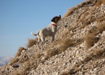 Smarrito cane sul Gran Sasso