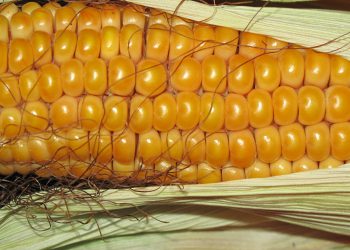 Mais e micotossine, Confagricoltura Asti denuncia: “Filiera impreparata e gravissimi danni per gli agricoltori, mais sano deprezzato fino al 40%”