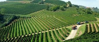 Istat: Cia, segnali positivi grazie soprattutto all’agricoltura