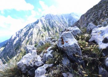 Parco Majella: descritta nuova specie, la Poa magellensis