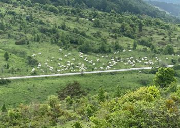 Pascolo abusivo nel cuore del Parco e carcasse abbandonate in un Sic: continuano i controlli a tutela di fauna selvatica e bestiame domestico