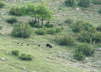 Evento eccezionale nel territorio del Parco: avvistata femmina di orso marsicano con 4 cuccioli