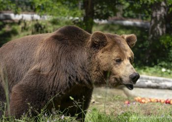 E’ l’Italia la nuova casa dei tre orsi sfruttati in Lituania in attività circensi