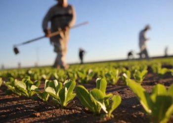 Consiglio regionale, approvato emendamento su aumento postazioni produttori agricoli