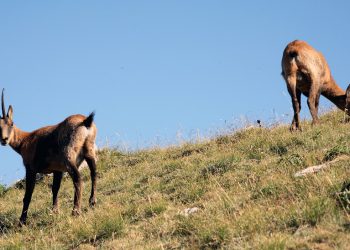 Civitella Alfedena: la ripartenza del Comune più piccolo del Parco Nazionale d’Abruzzo,Lazio e Molise