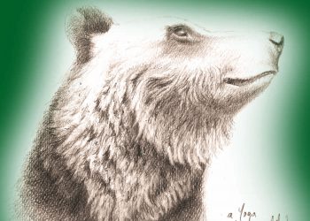 Natura Protetta del Parco Nazionale d’Abruzzo, Lazio e Molise: rapporto edito per quinto anno consecutivo