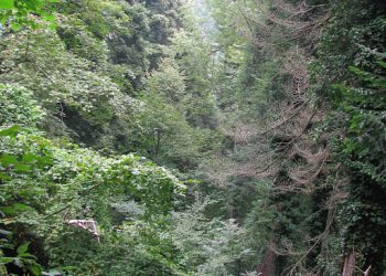 Distruzione di un bosco ripariale all’interno del Parco Regionale del Sirente-Velino
