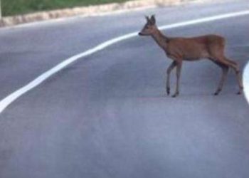 Regione Abruzzo risarcirà automobilista investita da un capriolo nella zona di Navelli