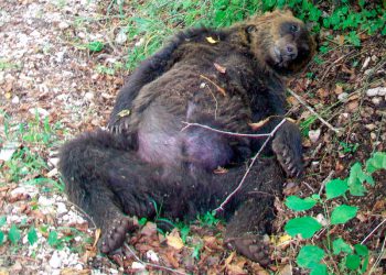 Condannato l’imputato che aveva ucciso l’orso marsicano a Pettorano sul Gizio nel 2014