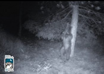 Parco Majella: orso si gratta beatamente su grosso albero
