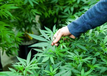 Guardia di Finanza Sulmona: individuata e sequestrata piantagione di cannabis
