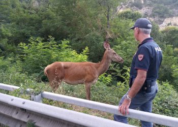 Polizia di Stato: salvato un giovane cervo sulla S.S. 17