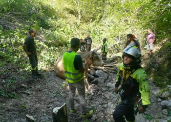 Mucca precipita in un dirupo, spettacolare salvataggio dei vigili del fuoco