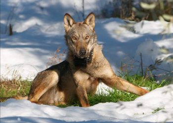Parco Nazionale della Majella, i lupi e la resistenza agli antibiotici
