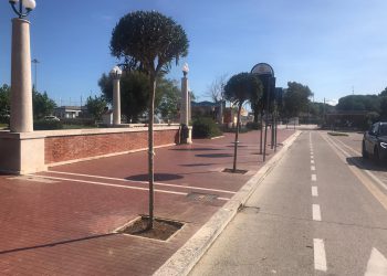 Iniziati gli interventi di piantumazione delle nuove essenze arboree sul Lungomare Monumentale
