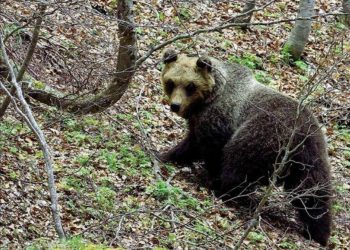 Parco Nazionale della Majella, il ritorno dell’orsa Peppina