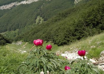 La Flora del Parco Nazionale della Majella, strumento di tutela della biodiversità