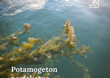 La collaborazione fra il Parco e l’Enel sta favorendo la biodiversità del Lago di Barrea