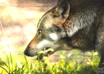 Parco Nazionale della Majella, indennizzi agli allevatori in 24 ore 