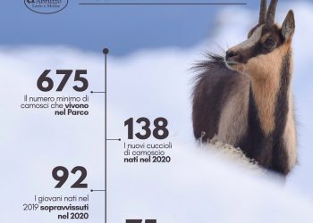 Buone notizie sulla popolazione di camoscio appenninico del Parco Nazionale d’Abruzzo Lazio e Molise