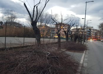 Potature errate sulle tamerici e pini secchi sulla Riviera sud a Pescara